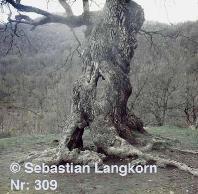 E0309SebastianLangkorn1978Kaukasus
