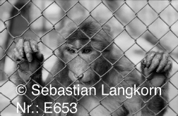 E06531964SebastianLangkornjpg