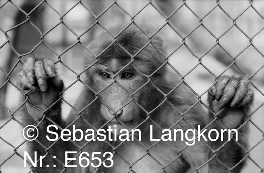E06531964SebastianLangkorn