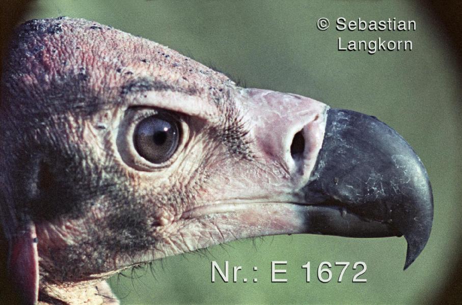 E16721966BerlinSebastianLangkorn
