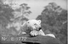 E17721964BerlinSebastianLangkorn