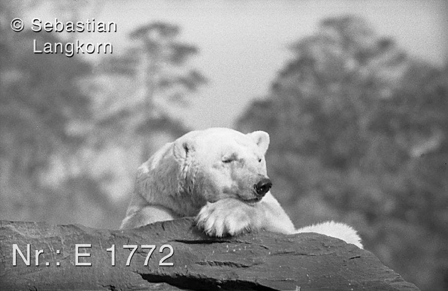E17721964BerlinSebastianLangkorn