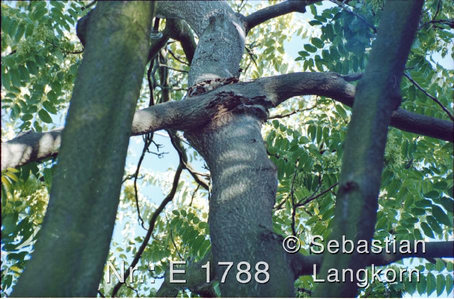 E1788SebastianLangkornBaume