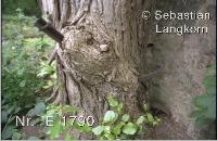 E1790SebastianLangkornBaume