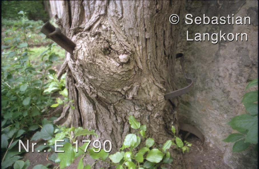E1790SebastianLangkornBaume