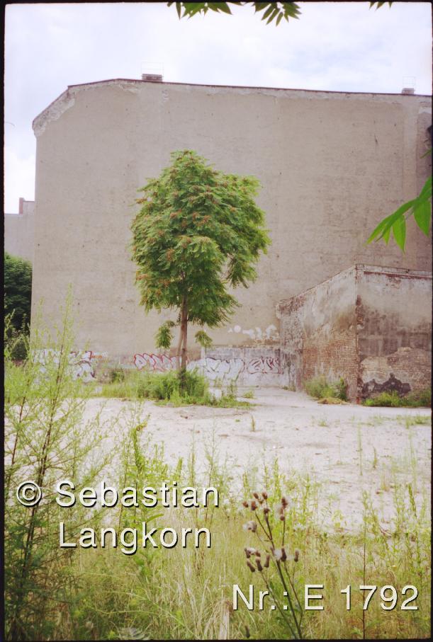 E1792SebastianLangkornBaume