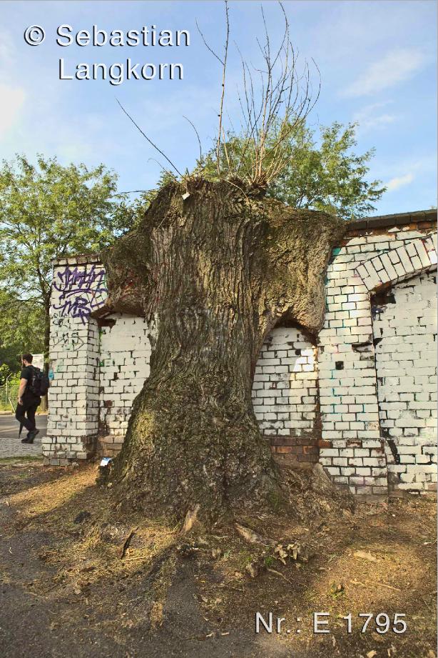 E1795SebastianLangkornBaumeBerlin2017