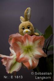 E1813BlumenSebastianLangkorn