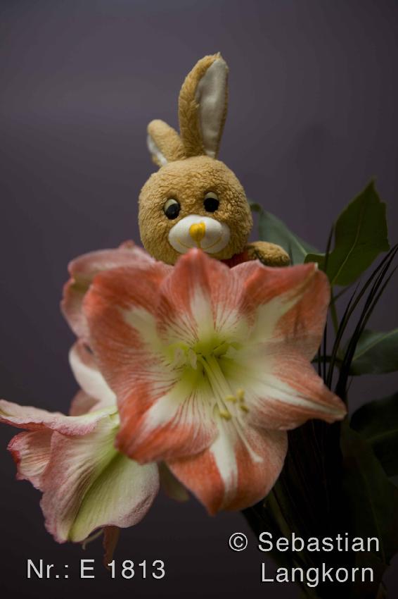 E1813BlumenSebastianLangkorn