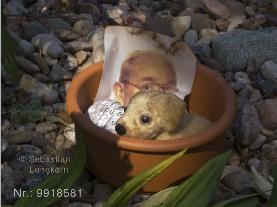 FriedhofSebastianLangkorn2