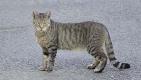 Katze