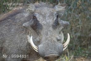 SebastianLangkornSudafrika18