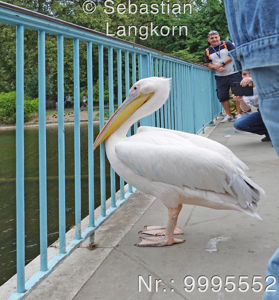 SebastianLangkornLondon