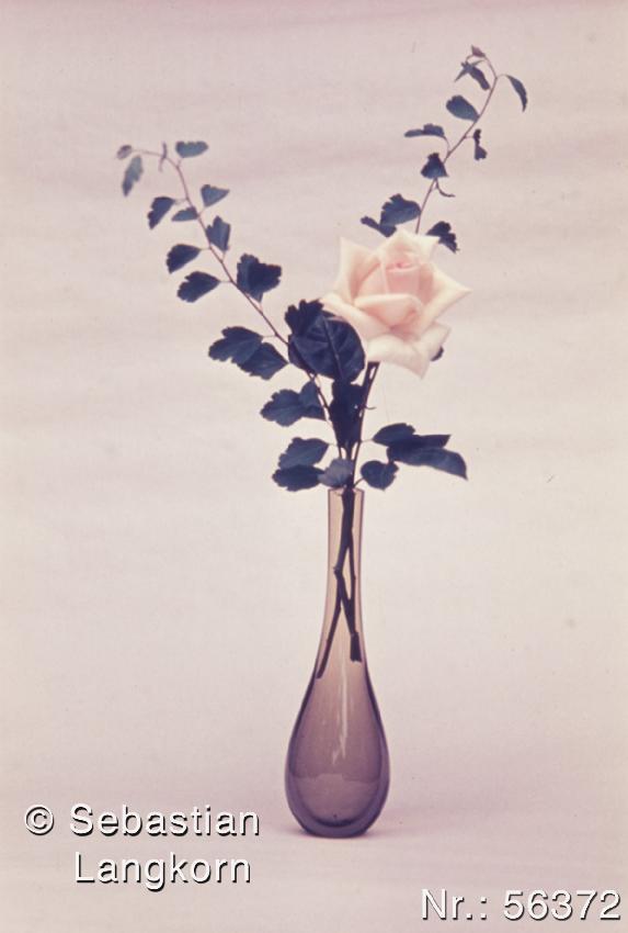 SebastianLangkornRose