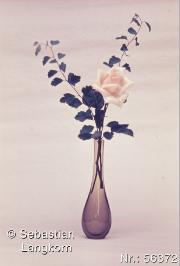 SebastianLangkornRose